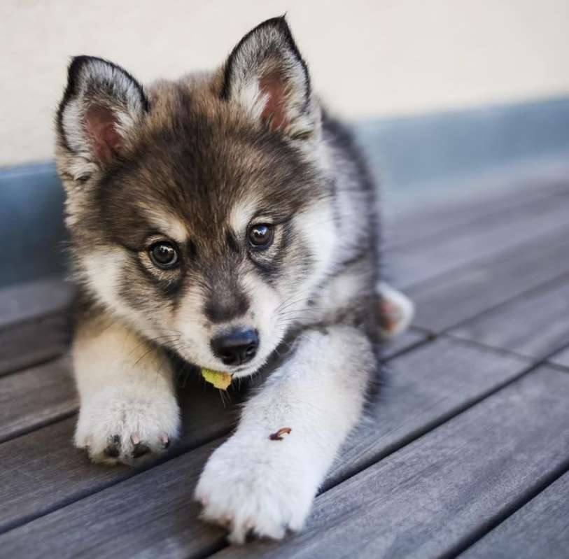 Помски: сибирский шпиц или померанский хаски?