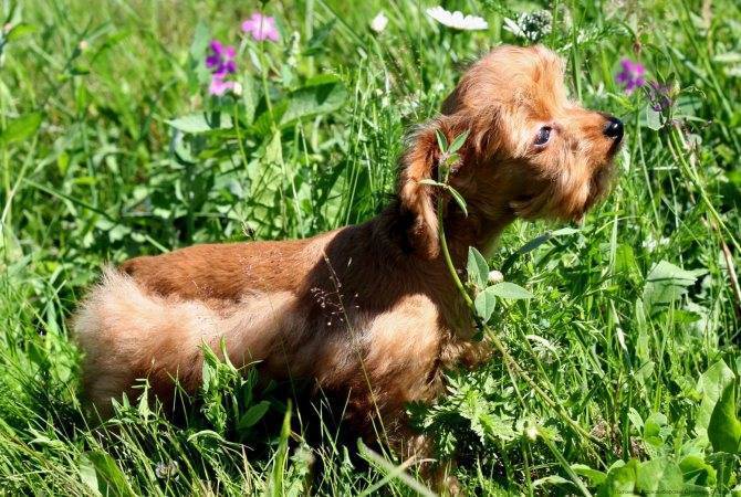 Петербургская орхидея: оригинальная маленькая комнатная собачка