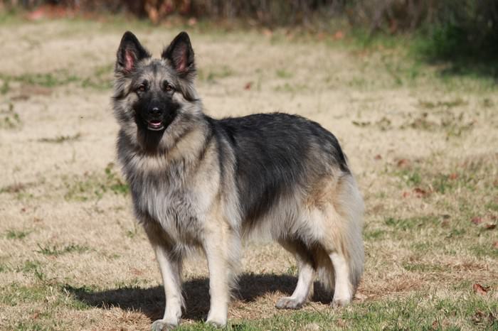 Топ-10 пород, похожих на немецкую овчаркуШайло Шепард (Shiloh Shepherd)