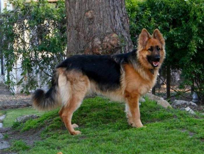 Топ-10 пород, похожих на немецкую овчаркуКороль Шепард (King Shepherd)