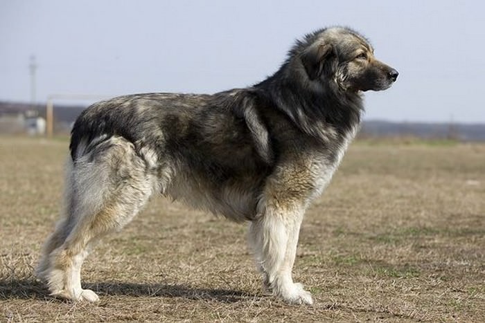 Топ-10 пород, похожих на немецкую овчаркуКарпатская или румынская овчарка. (Carpathian or Romanian Shepherd)