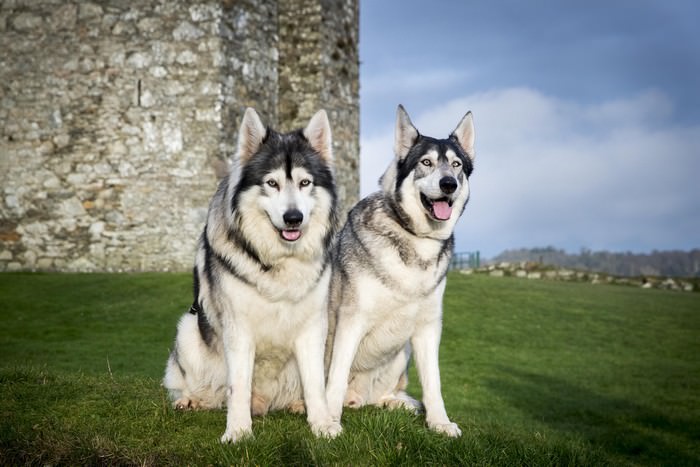 Топ-10 пород, похожих на немецкую овчаркуСеверная инуитская собака (Northern Inuit Dog)