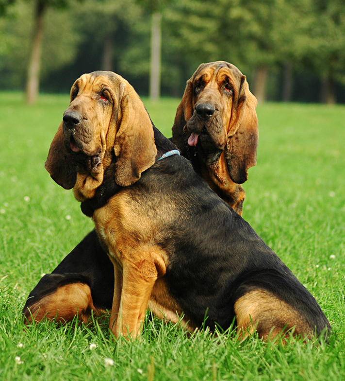 Бладхаунд: фото, описание, характер, содержание, отзывы