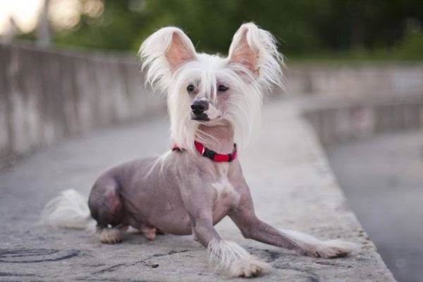 Китайская-хохлатая-Описание-и-особенности-породы-1