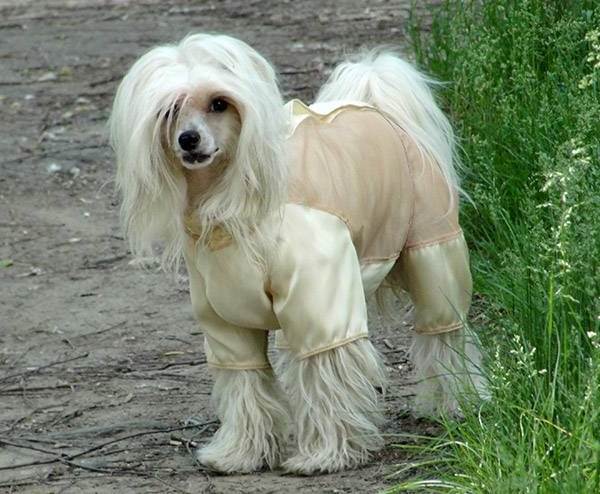 Китайская-хохлатая-Описание-и-особенности-породы-2