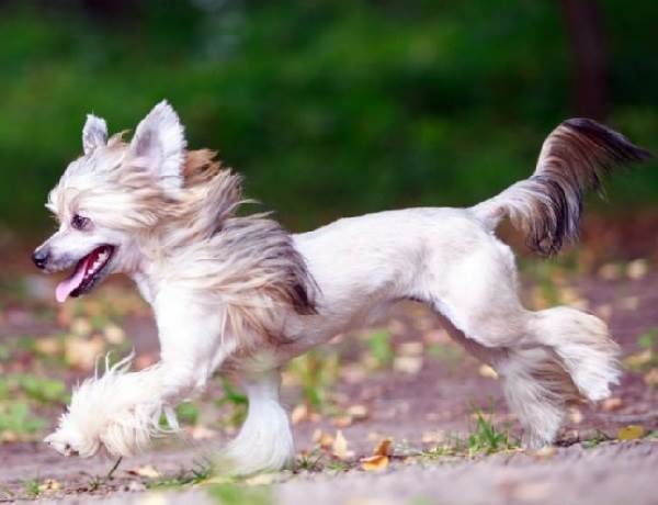 Китайская-хохлатая-Описание-и-особенности-породы-6