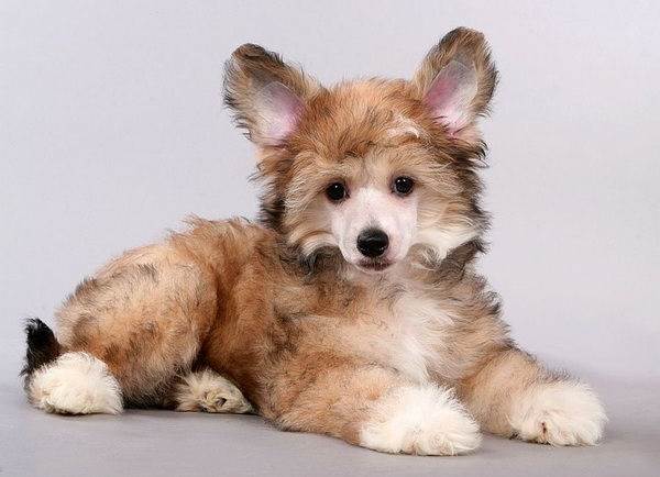 Китайская-хохлатая-Описание-и-особенности-породы-7