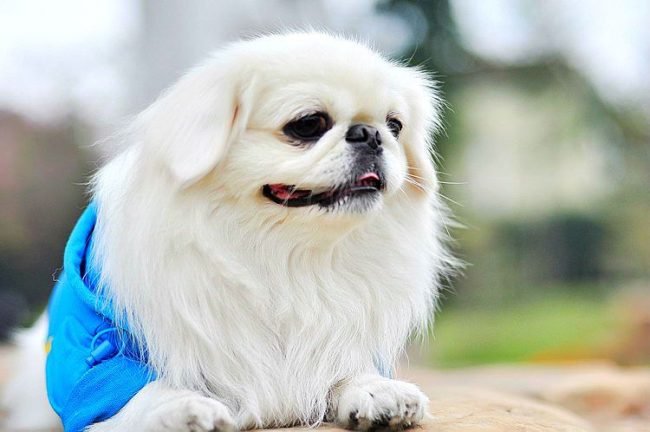 Красивая неприхотливая собачка для тех, кто не любит рано вставать 