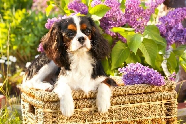 Кавалер кинг чарльз спаниель - поистине королевская порода Кавалер кинг чарльз спаниель - поистине королевская порода