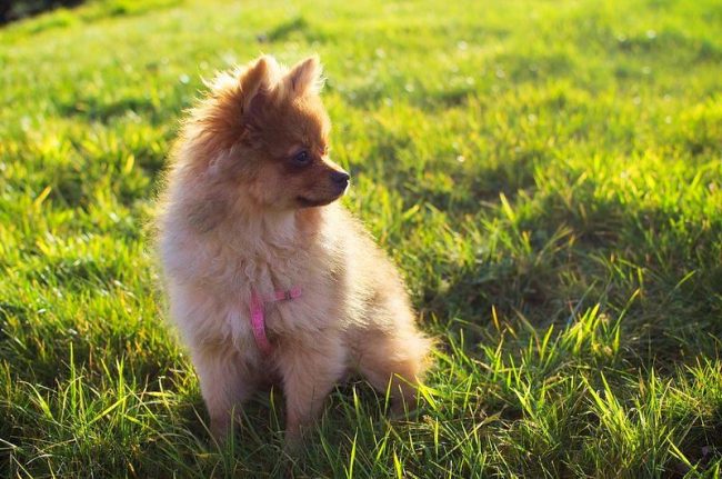 Маленькая лисичка с красивой шубкой заслуживает всяческих комплиментов Маленькая лисичка с красивой шубкой заслуживает всяческих комплиментов