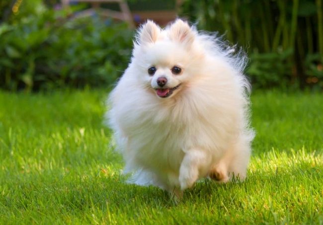 Померанец был выведен в качестве породы королевского двора Померанец был выведен в качестве породы королевского двора