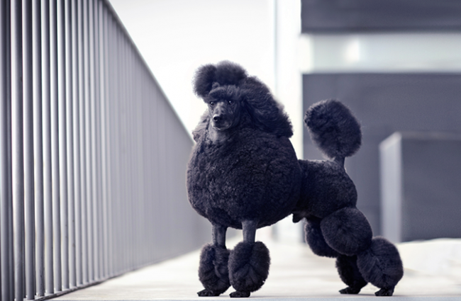 Некоторым владельцам нравится самим заниматься грумингом своих песиков, другие же, наоборот, отращивают у собачки длинную шерсть, осуществляя только гигиеническую стрижку Некоторым владельцам нравится самим заниматься грумингом своих песиков, другие же, наоборот, отращивают у собачки длинную шерсть, осуществляя только гигиеническую стрижку