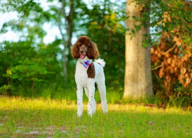Эти собачки могут быть самых разных размеров, от большого, до карликового. Густая курчавая шерсть позволяет играть с внешностью пуделей, создавая различные их образы Эти собачки могут быть самых разных размеров, от большого, до карликового. Густая курчавая шерсть позволяет играть с внешностью пуделей, создавая различные их образы