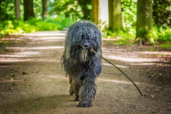 Французские овчарки не проявляют беспричинной агрессии, они прекрасно уживаются в семье и неплохо ладят с другими животными при наличии таковых Французские овчарки не проявляют беспричинной агрессии, они прекрасно уживаются в семье и неплохо ладят с другими животными при наличии таковых