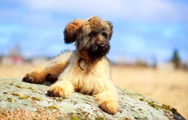 Отличительной особенность породы бриар является крупная голова со слегка округлым черепом, сильные и крепкие челюсти, прямая спина и широкая грудь, длинный хвост и густая длинная шерсть Отличительной особенность породы бриар является крупная голова со слегка округлым черепом, сильные и крепкие челюсти, прямая спина и широкая грудь, длинный хвост и густая длинная шерсть