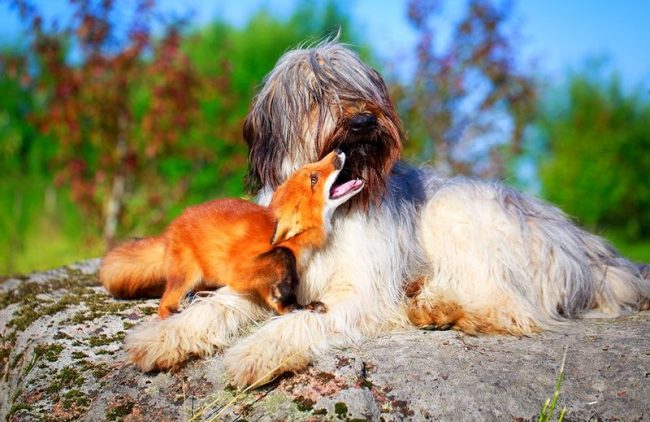 Овчарка бриар была выведена в качестве пастушьей породы и в течение столетий прекрасно справлялась со своим предназначением. Однако в настоящее время собак этой породы заводят в качестве любимого домашнего питомца, друга для всей семьи, участника в выставках и собачьем спорте Овчарка бриар была выведена в качестве пастушьей породы и в течение столетий прекрасно справлялась со своим предназначением. Однако в настоящее время собак этой породы заводят в качестве любимого домашнего питомца, друга для всей семьи, участника в выставках и собачьем спорте