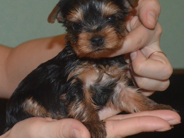 Фотогалерея Бивер йоркширского терьера фото - 6 Фотогалерея Бивер йоркширского терьера фото - 6