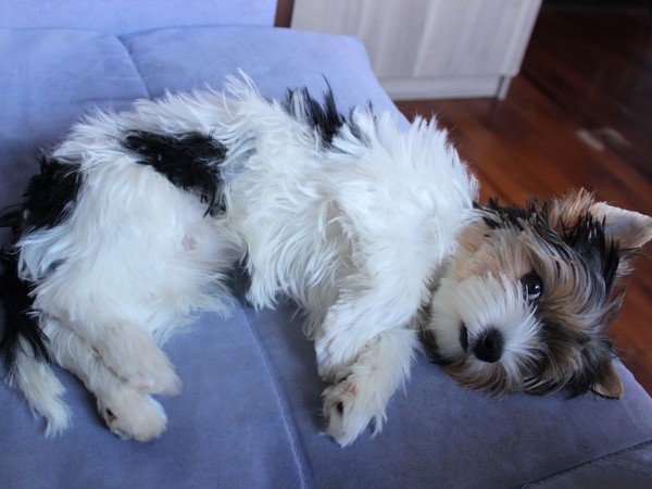 Фотогалерея Бивер йоркширского терьера фото - 7 Фотогалерея Бивер йоркширского терьера фото - 7