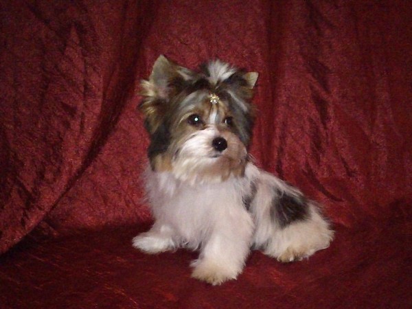 Фотогалерея Бивер йоркширского терьера фото - 8 Фотогалерея Бивер йоркширского терьера фото - 8