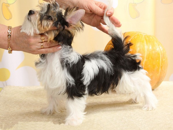 Фотогалерея Бивер йоркширского терьера фото - 9 Фотогалерея Бивер йоркширского терьера фото - 9