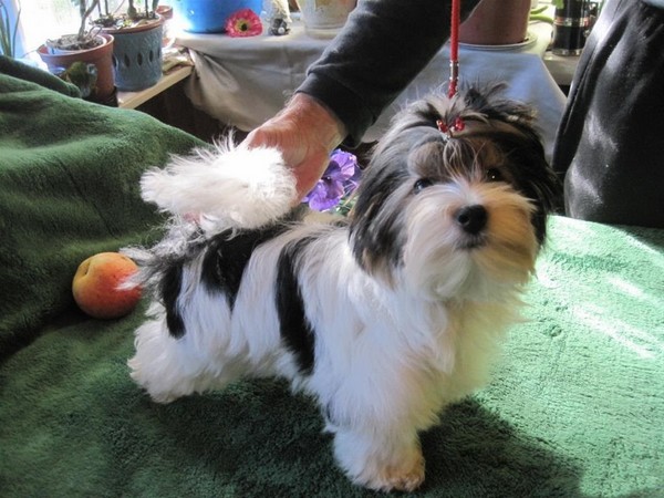 Фотогалерея Бивер йоркширского терьера фото - 1 Фотогалерея Бивер йоркширского терьера фото - 1