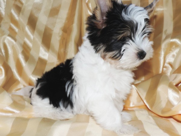 Фотогалерея Бивер йоркширского терьера фото - 2 Фотогалерея Бивер йоркширского терьера фото - 2