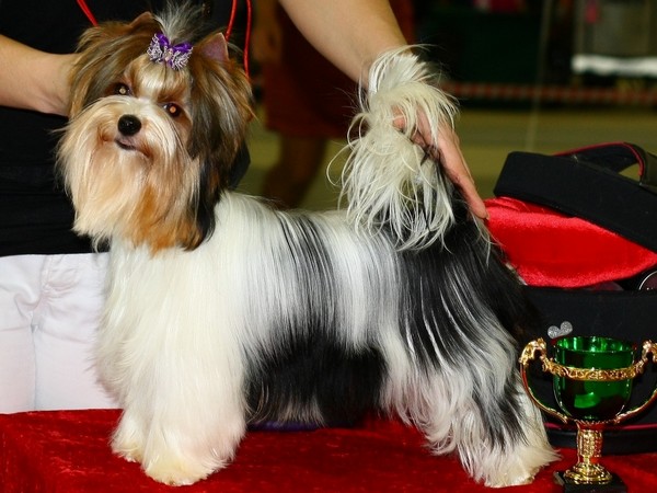 Фотогалерея Бивер йоркширского терьера фото - 3 Фотогалерея Бивер йоркширского терьера фото - 3