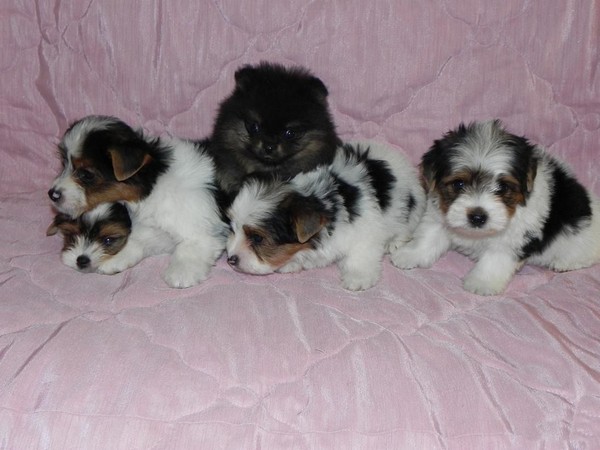 Фотогалерея Бивер йоркширского терьера фото - 4 Фотогалерея Бивер йоркширского терьера фото - 4