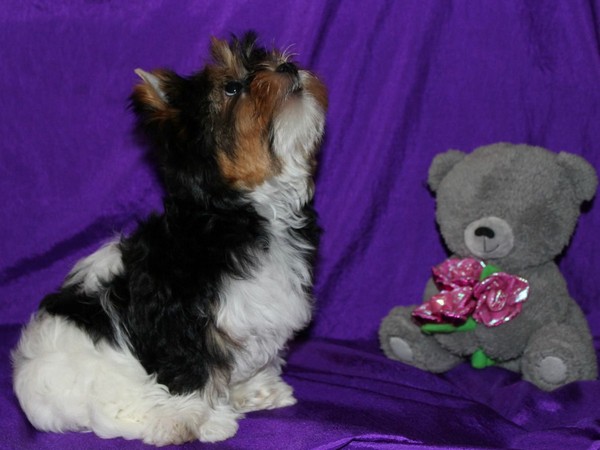 Фотогалерея Бивер йоркширского терьера фото - 5 Фотогалерея Бивер йоркширского терьера фото - 5