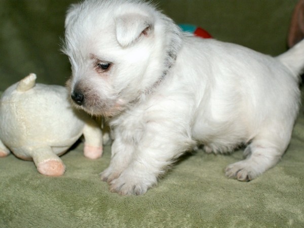 Фотогалерея описание породы Вест хайленд уайт терьер фото - 8 Фотогалерея описание породы Вест хайленд уайт терьер фото - 8