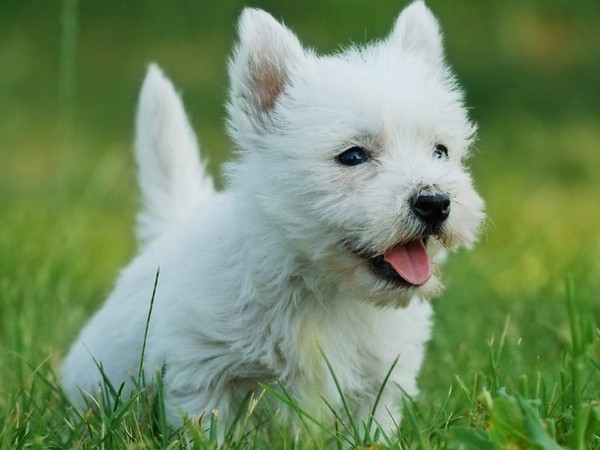 Фотогалерея описание породы Вест хайленд уайт терьер фото - 9 Фотогалерея описание породы Вест хайленд уайт терьер фото - 9