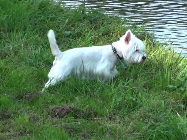 Фотогалерея описание породы Вест хайленд уайт терьер фото - 1 Фотогалерея описание породы Вест хайленд уайт терьер фото - 1