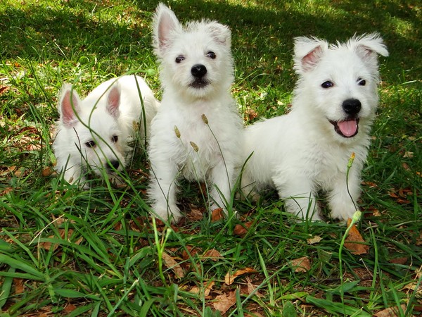 Фотогалерея описание породы Вест хайленд уайт терьер фото - 2 Фотогалерея описание породы Вест хайленд уайт терьер фото - 2