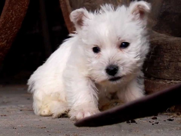 Фотогалерея описание породы Вест хайленд уайт терьер фото - 3 Фотогалерея описание породы Вест хайленд уайт терьер фото - 3
