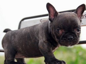 Интеллект Интеллект