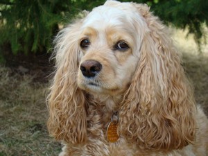 Сколько стоят щенки Сколько стоят щенки