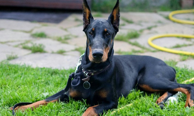 Доберман