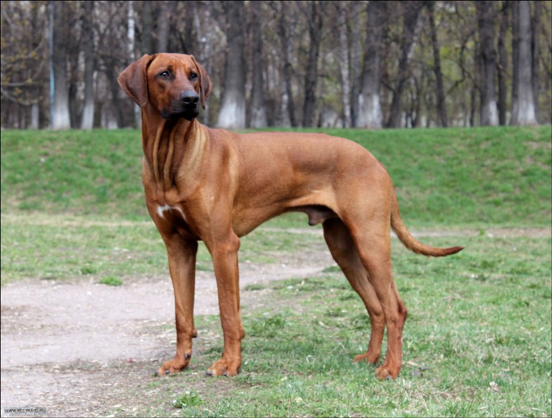 Родезийский риджбек