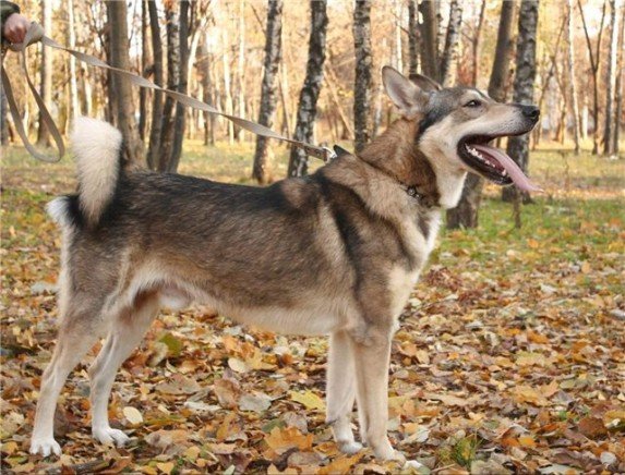 Тренировка западно-сибирской лайки