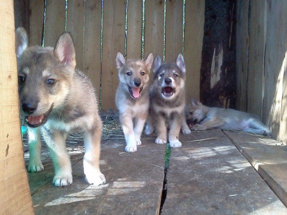 Щенки западно-сибирской лайки