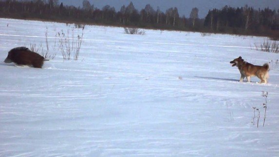охота лайки на кабана