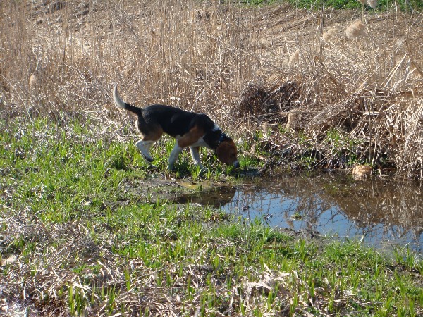 Фотогалерея охота с эстонской гончей фото - 6 Фотогалерея охота с эстонской гончей фото - 6