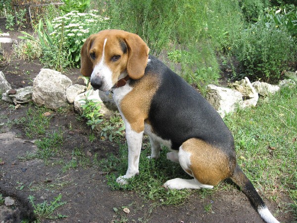 Фотогалерея охота с эстонской гончей фото - 7 Фотогалерея охота с эстонской гончей фото - 7