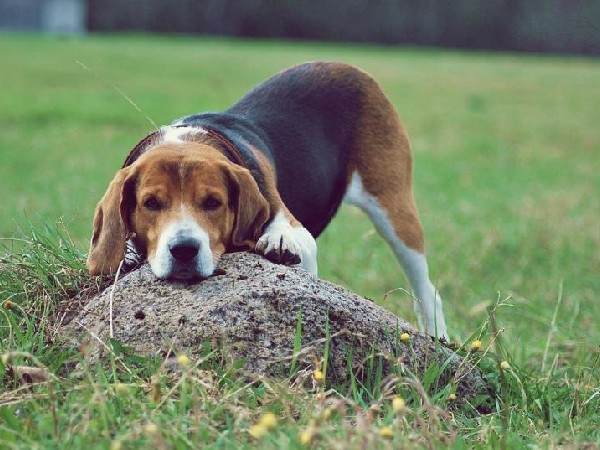 Фотогалерея охота с эстонской гончей фото - 8 Фотогалерея охота с эстонской гончей фото - 8