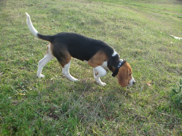 Фотогалерея охота с эстонской гончей фото - 1 Фотогалерея охота с эстонской гончей фото - 1