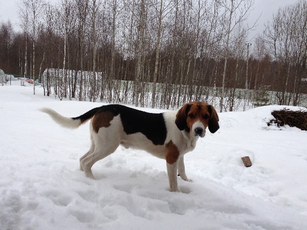 Фотогалерея охота с эстонской гончей фото - 2 Фотогалерея охота с эстонской гончей фото - 2