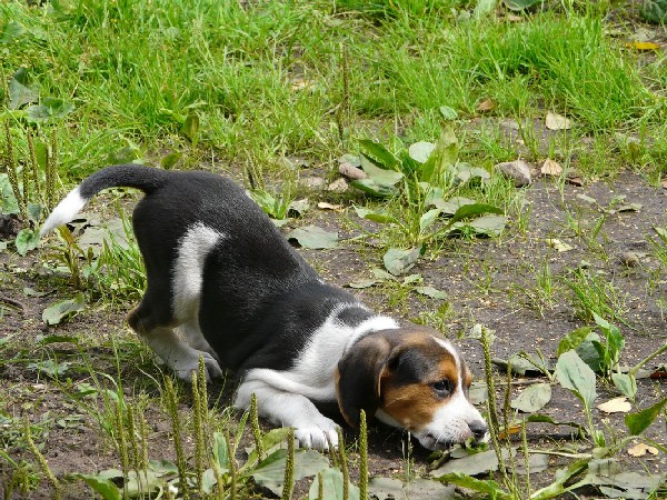 Фотогалерея охота с эстонской гончей фото - 4 Фотогалерея охота с эстонской гончей фото - 4