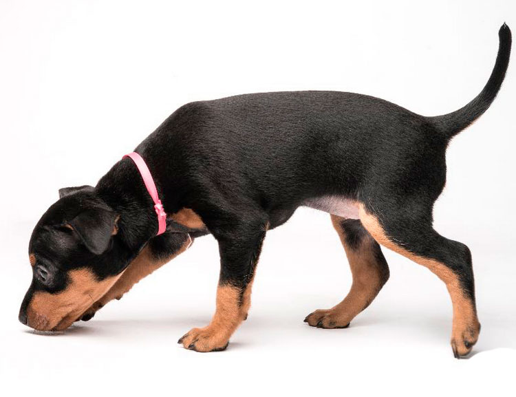 английский той-терьер цена