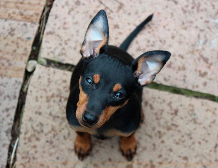 собака породы английский той-терьер