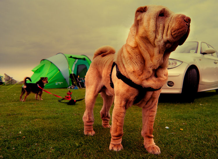 порода китайский шарпей